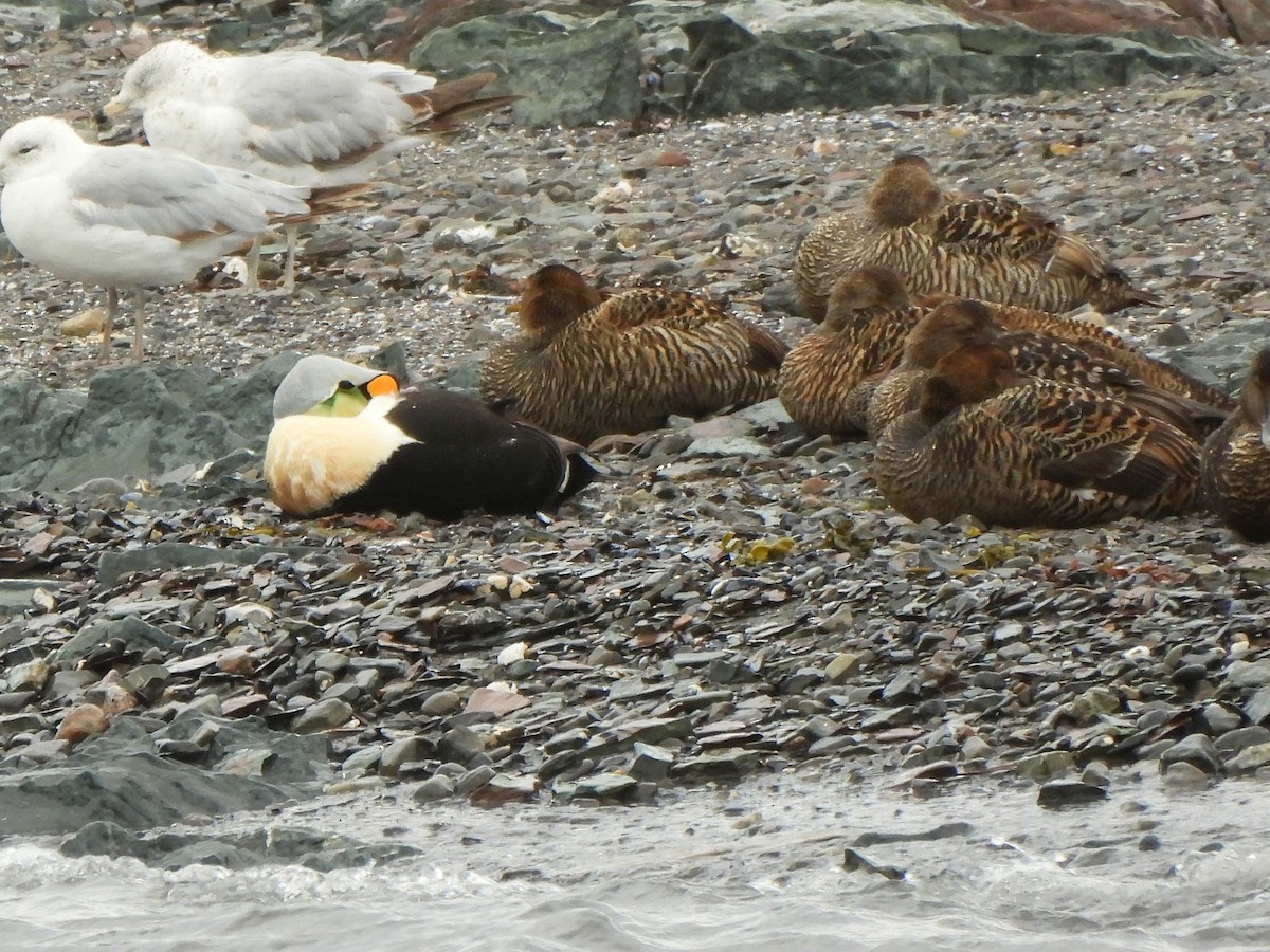 King Eider - ML638271403