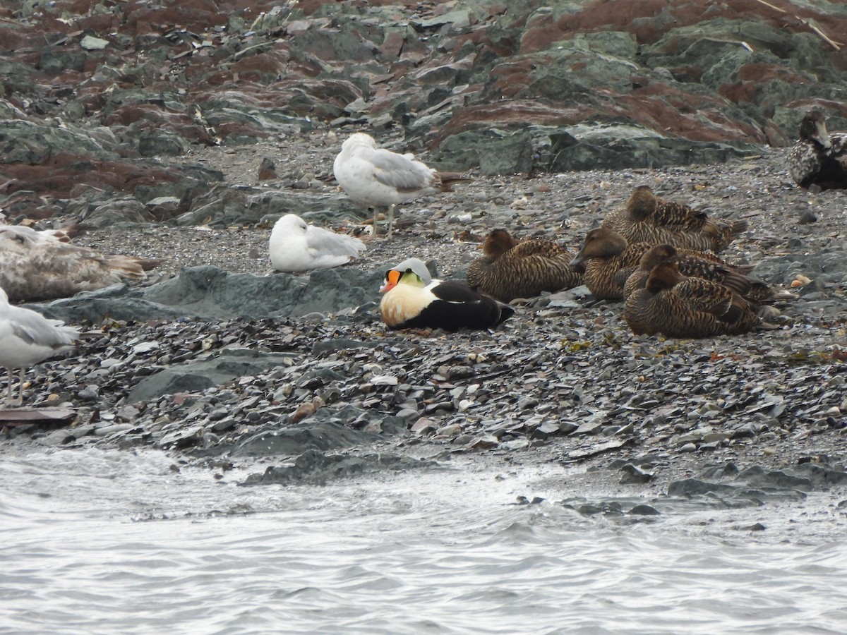 King Eider - ML638271404