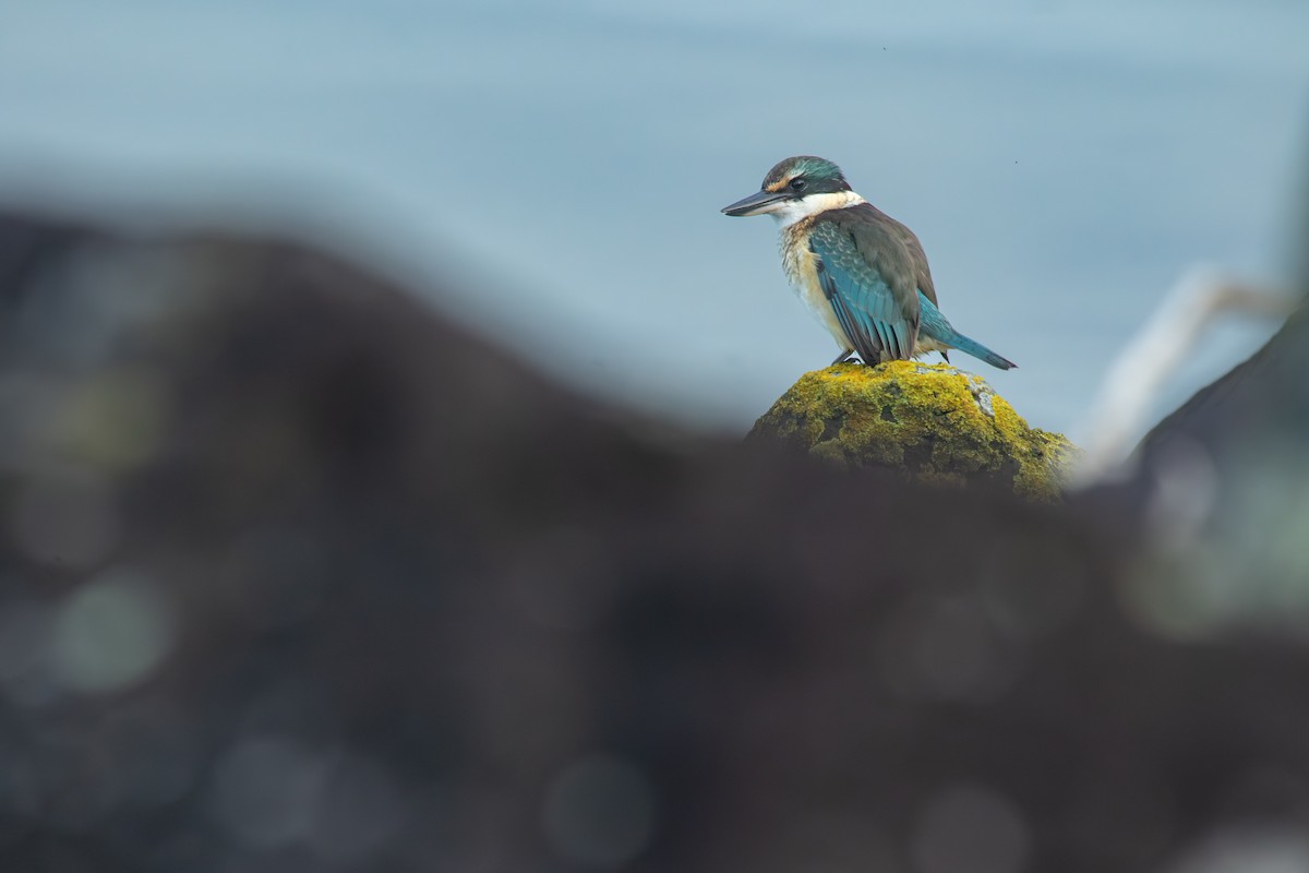 Sacred Kingfisher - ML638271408
