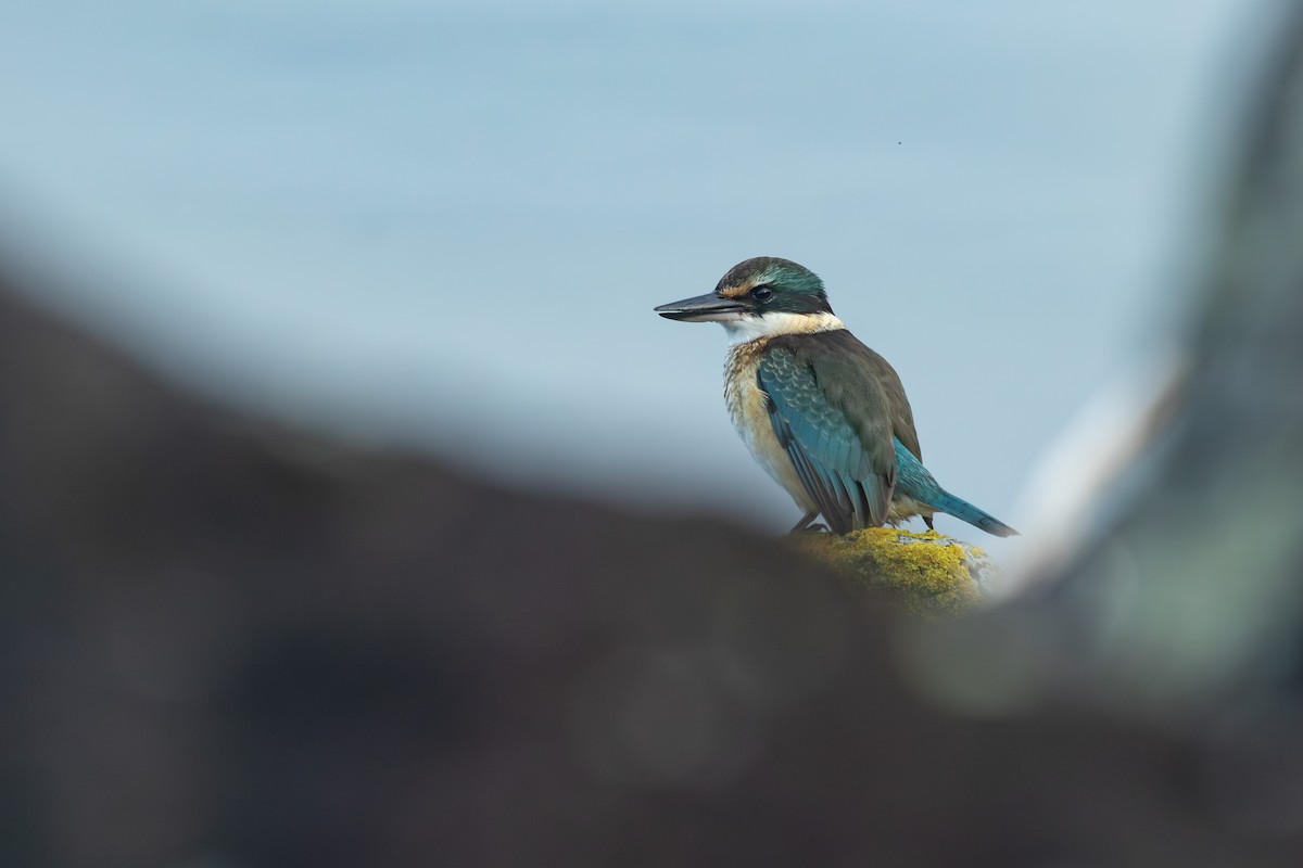 Sacred Kingfisher - ML638271409