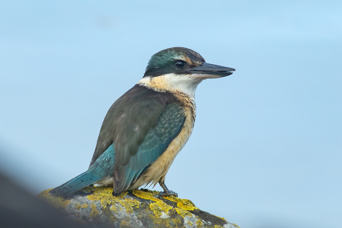 Sacred Kingfisher - ML638271410