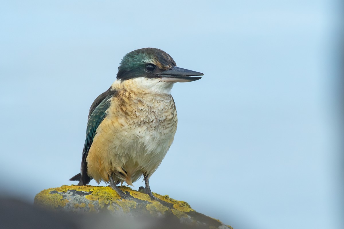 Sacred Kingfisher - ML638271411