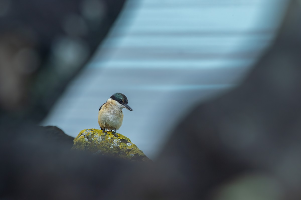 Sacred Kingfisher - ML638271412