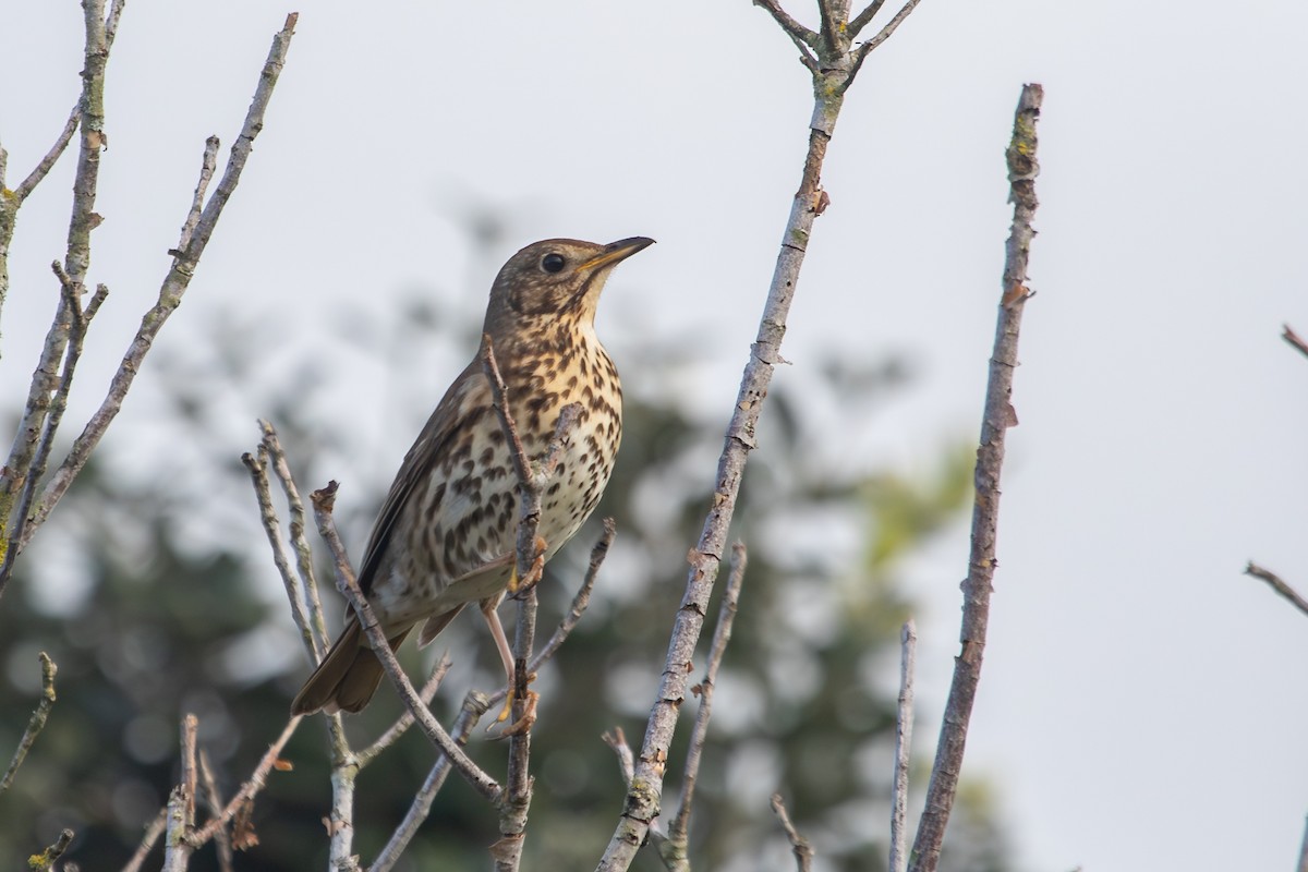 Song Thrush - ML638271417