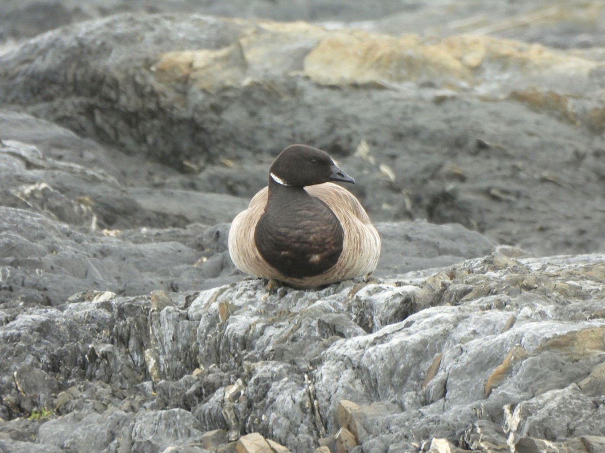 Brant - ML638271418
