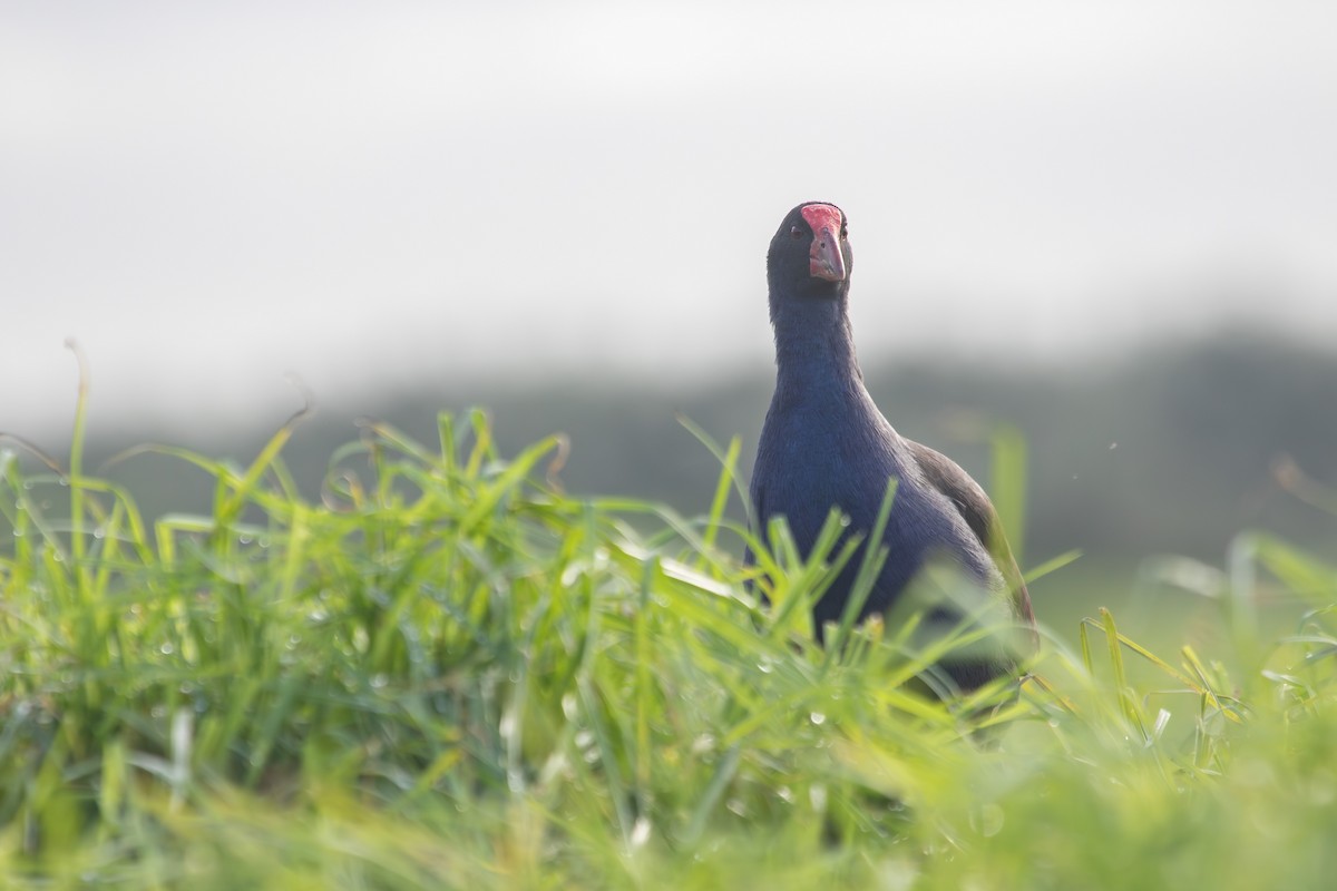 Australasian Swamphen - ML638271425