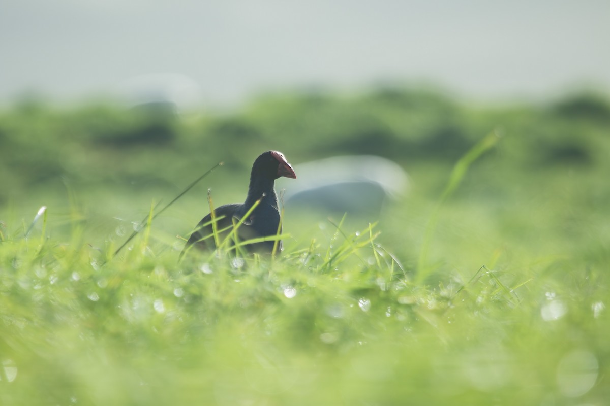 Australasian Swamphen - ML638271427