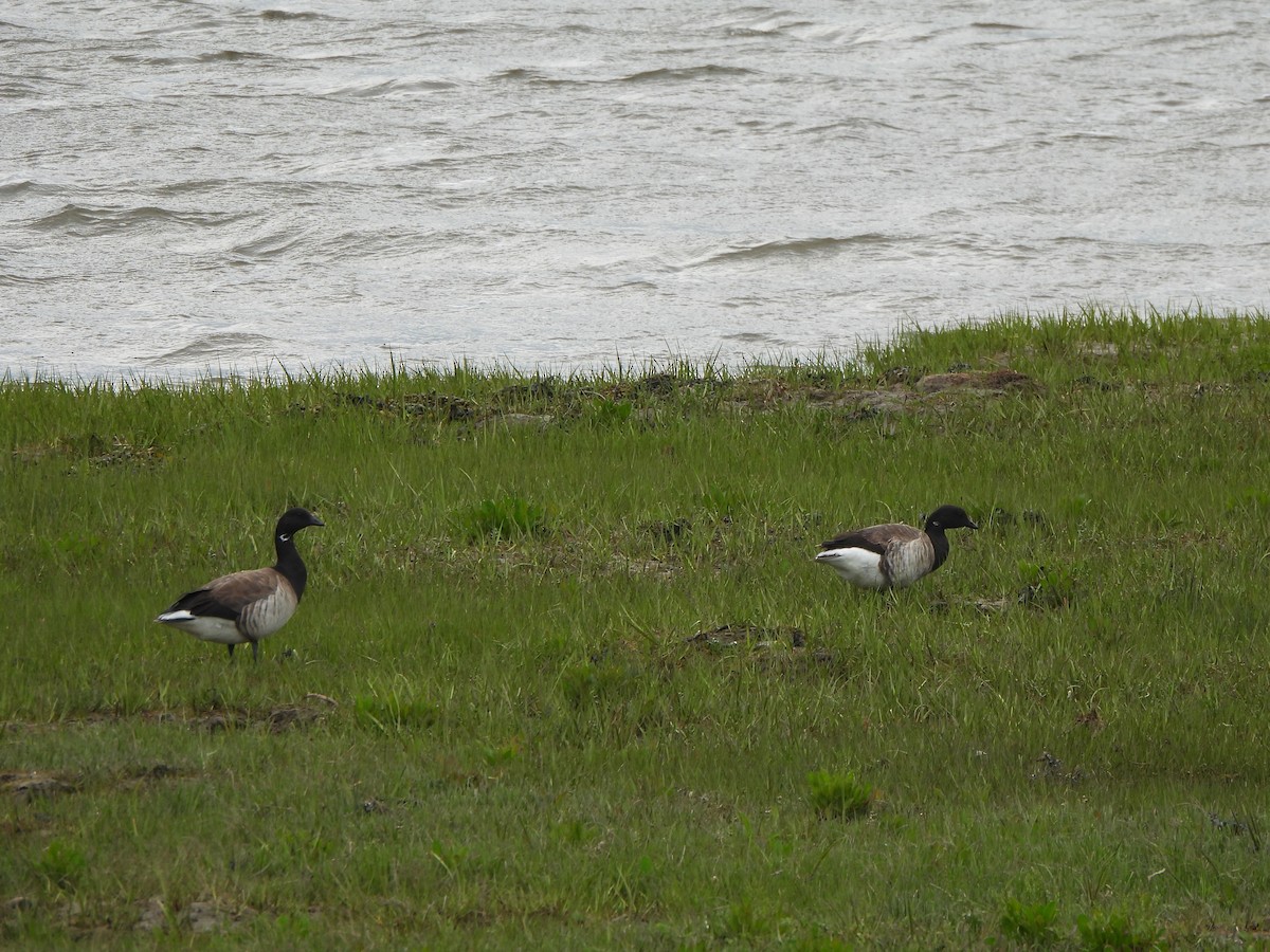 Brant - ML638271431