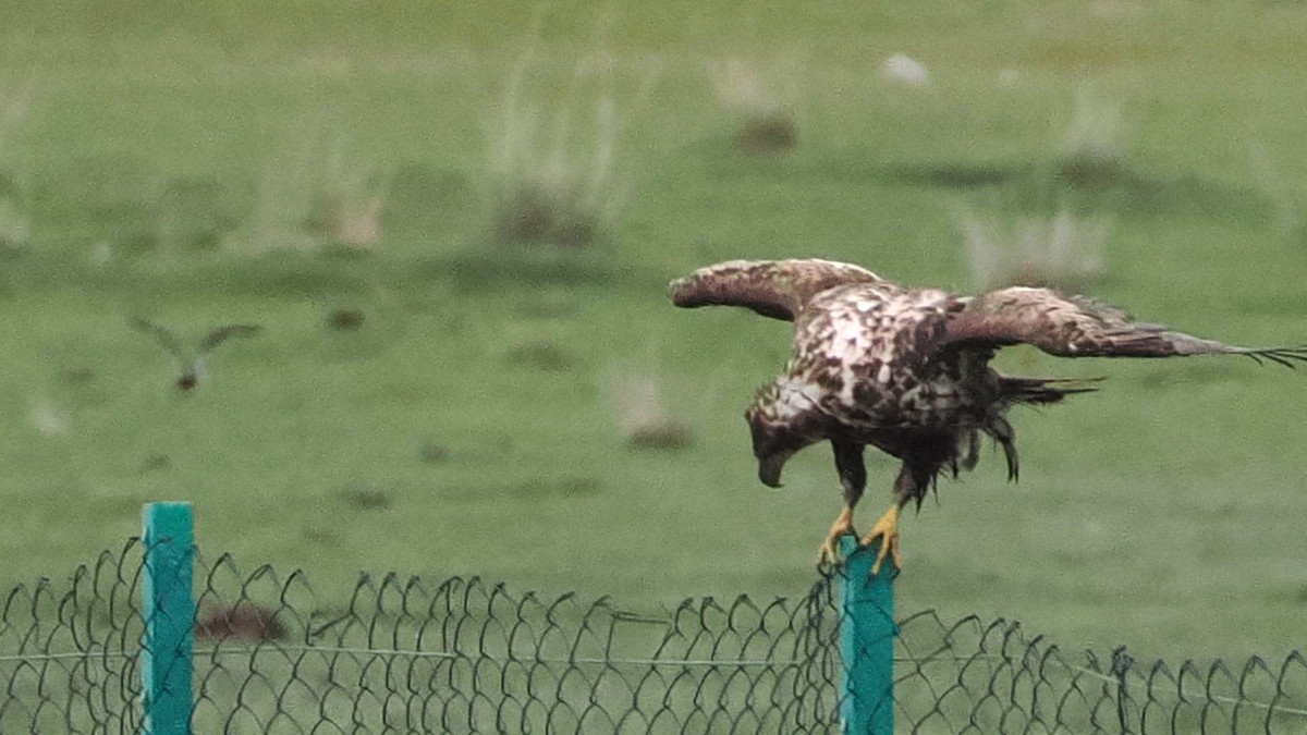 White-tailed Eagle - ML638271432
