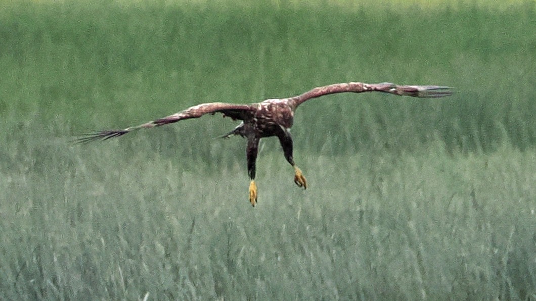 White-tailed Eagle - ML638271433