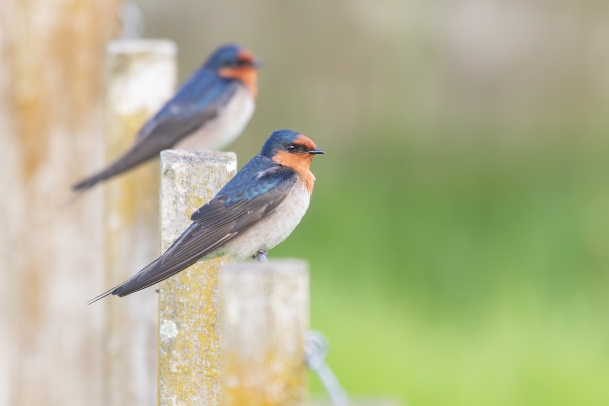 Welcome Swallow - ML638271435