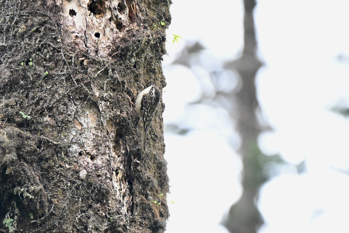 Sichuan Treecreeper - ML638271441