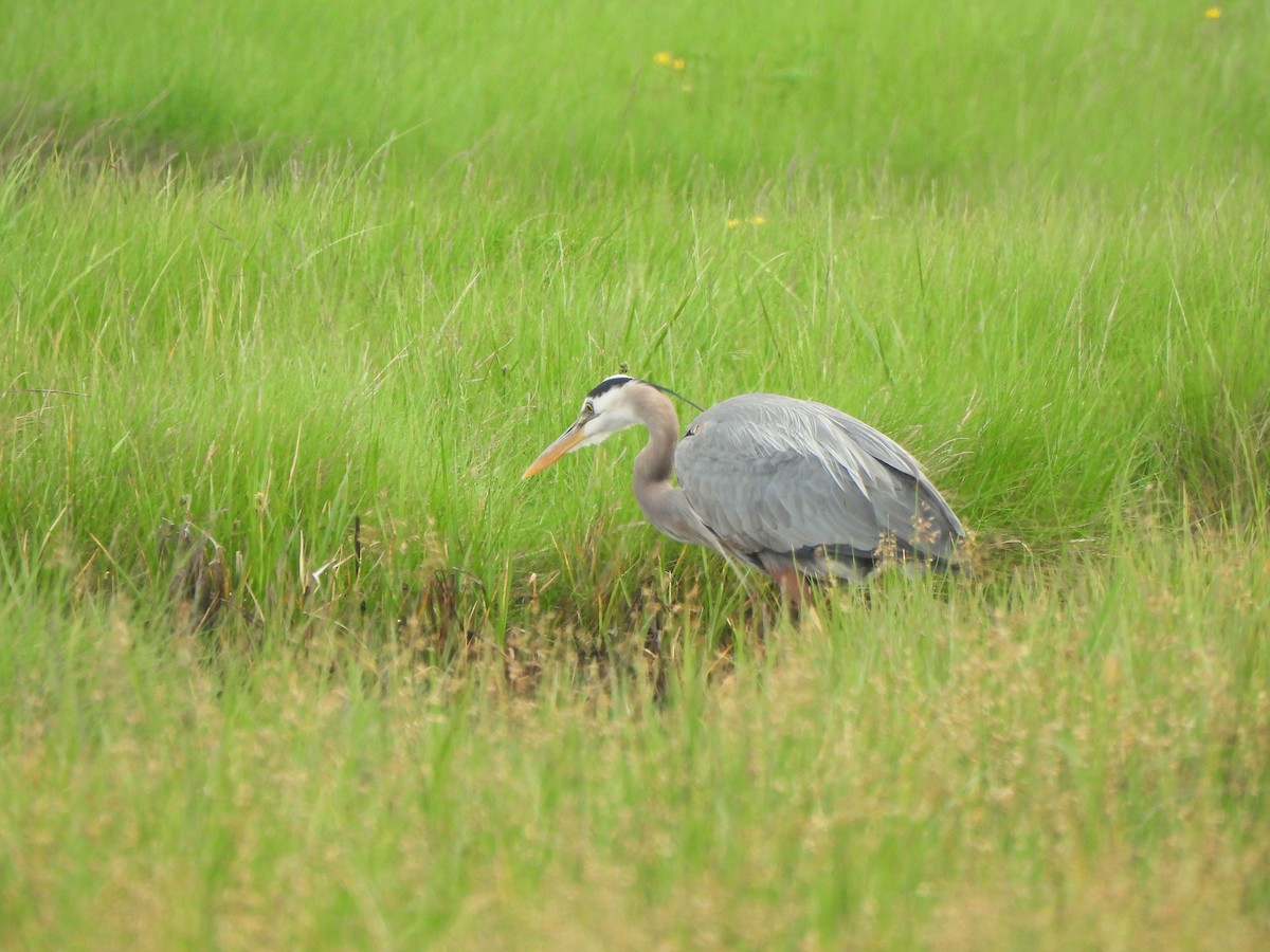 Great Blue Heron - ML638271442