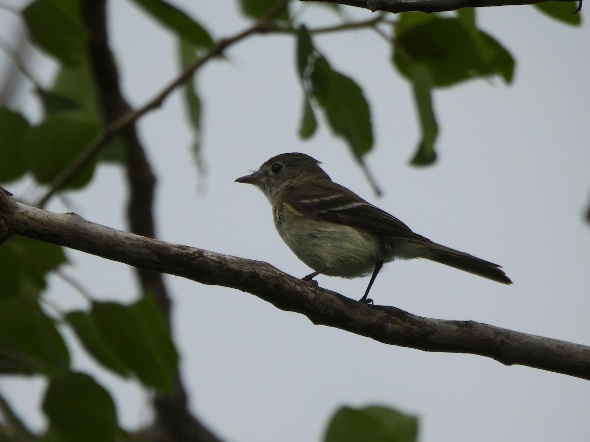 Least Flycatcher - ML638271449