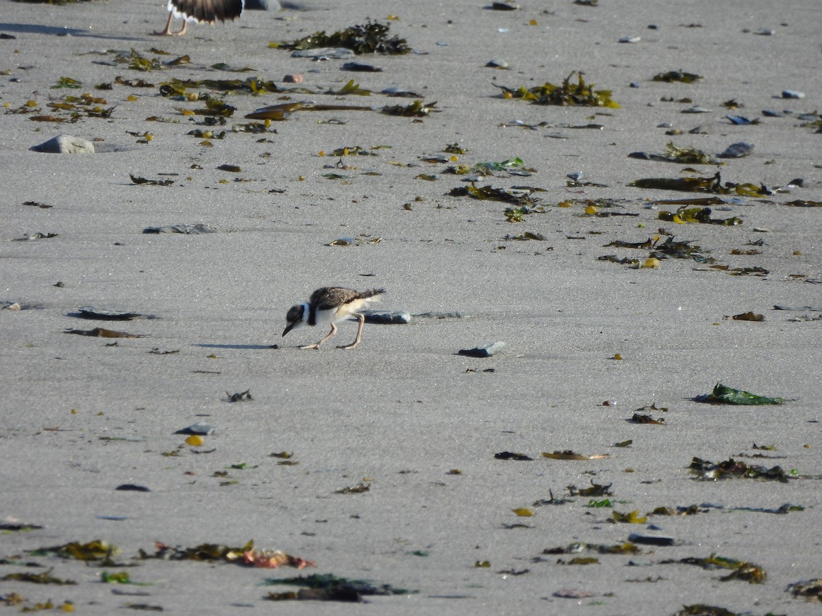 Killdeer - ML638271467
