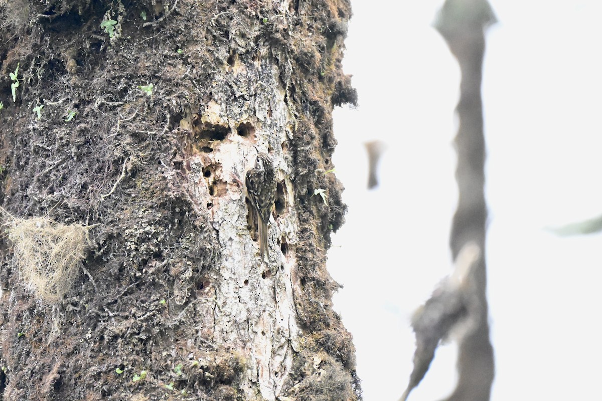Sichuan Treecreeper - ML638271468