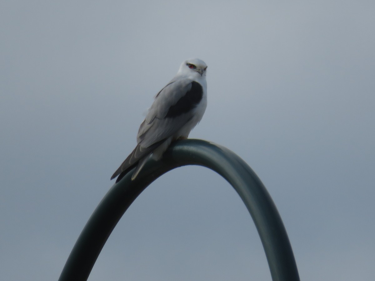 Black-shouldered Kite - ML638271475