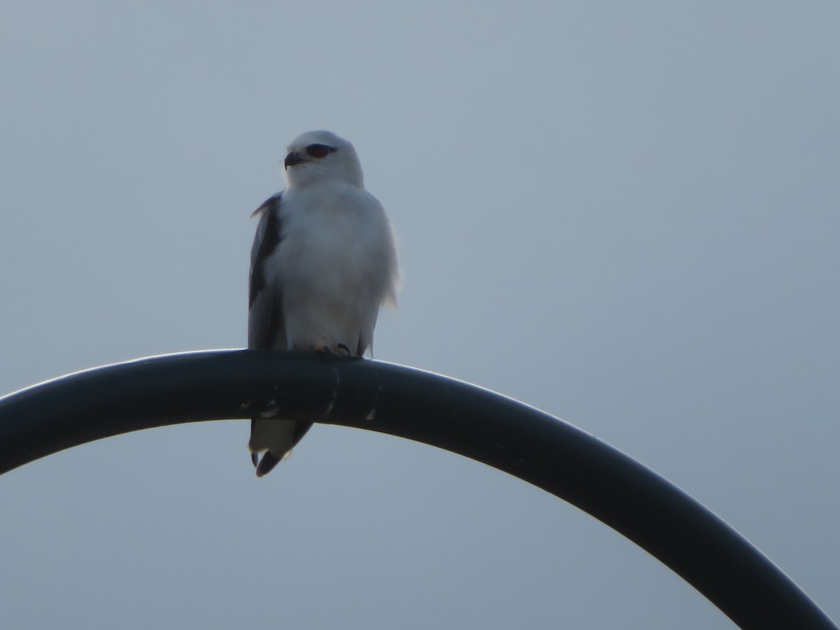 Black-shouldered Kite - ML638271476