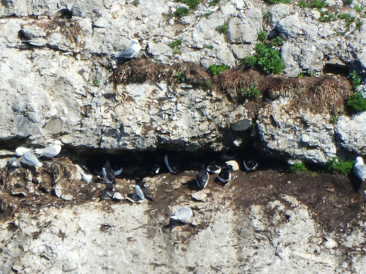 Razorbill - ML638271478