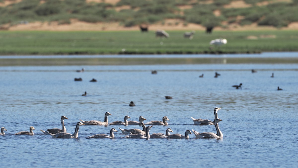 Bar-headed Goose - ML638271484