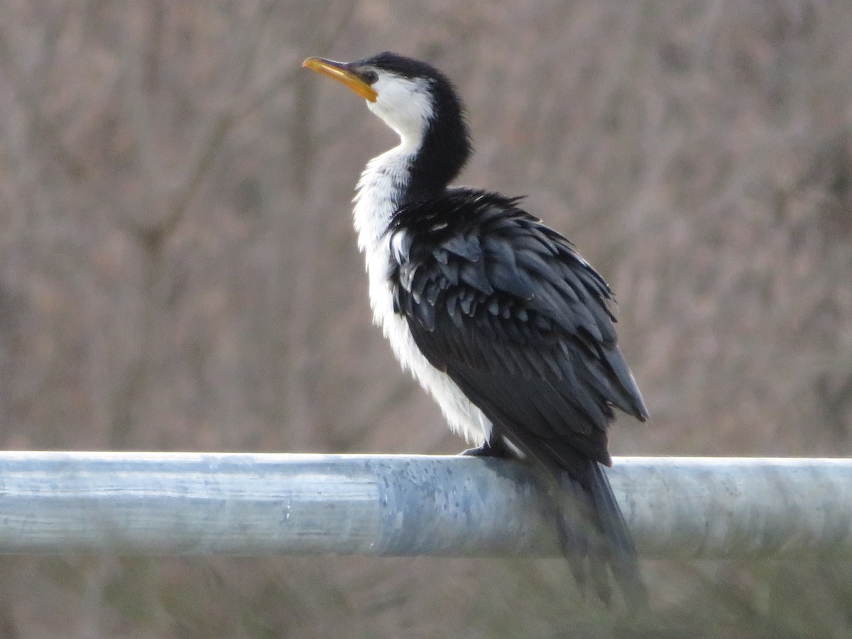 Little Pied Cormorant - ML638271485