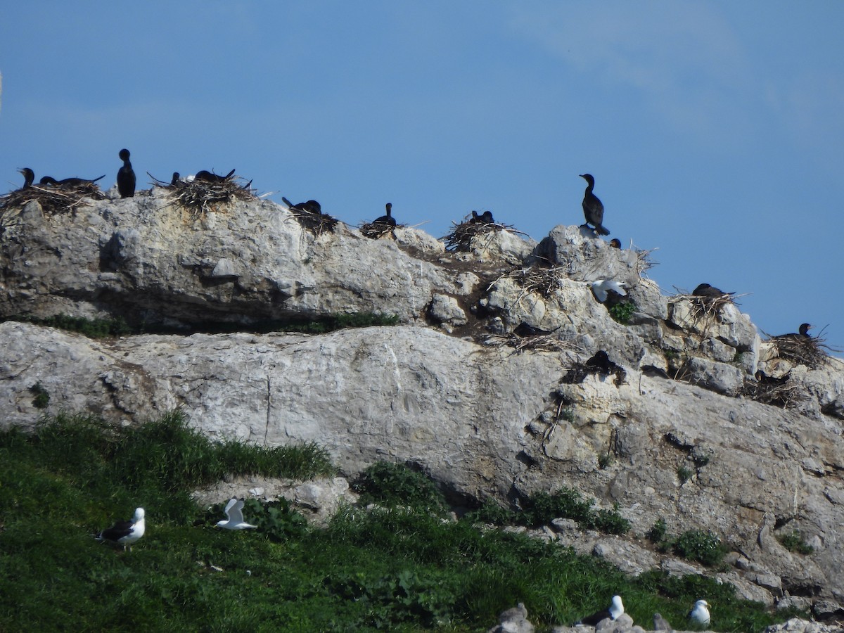 Double-crested Cormorant - ML638271488