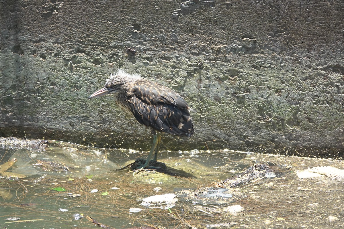 Black-crowned Night Heron - ML638271496