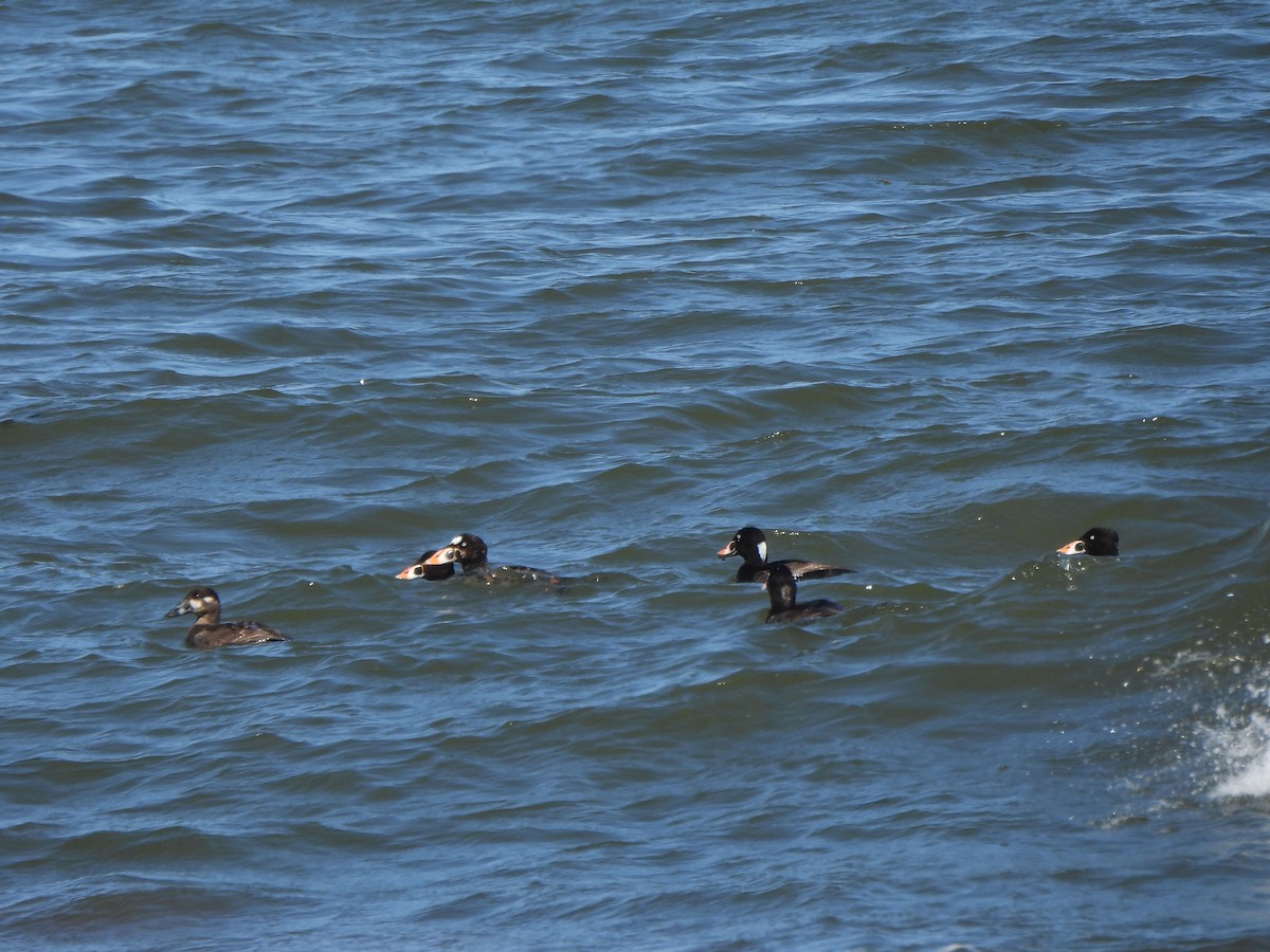 Surf Scoter - ML638271498