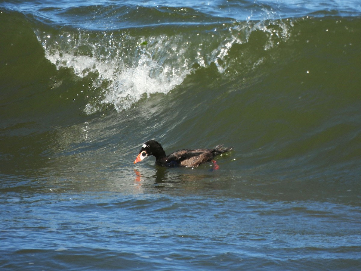 Surf Scoter - ML638271499