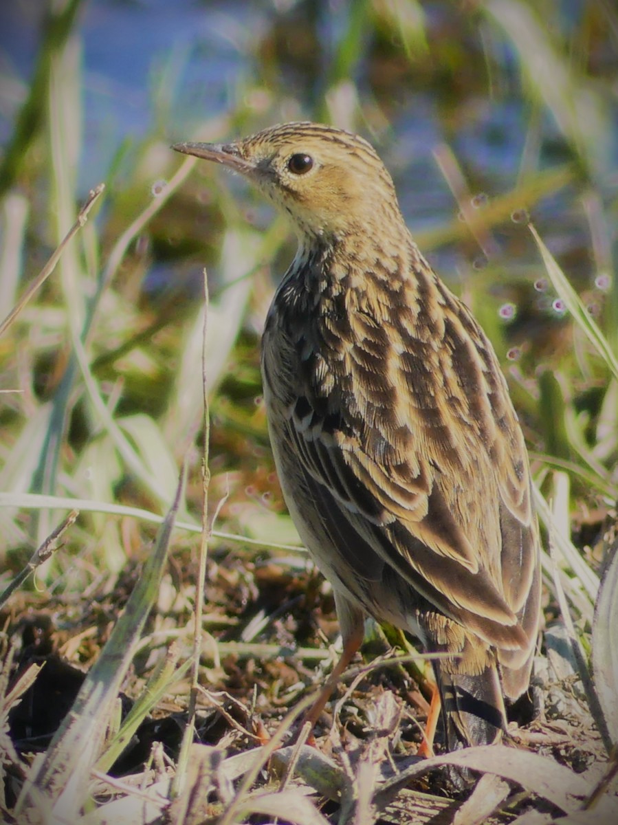 Yellowish Pipit - ML638271504