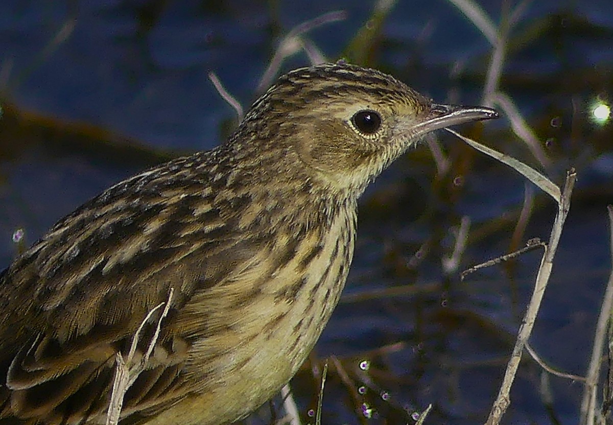 Yellowish Pipit - ML638271505