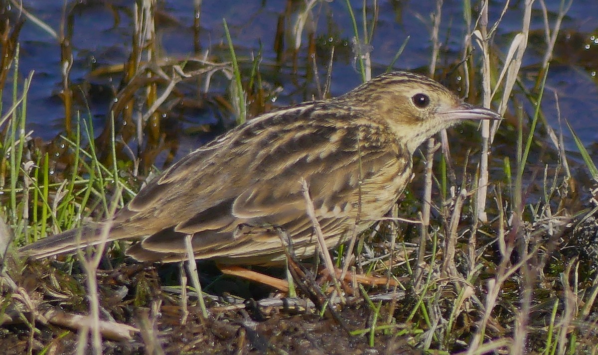 Yellowish Pipit - ML638271506