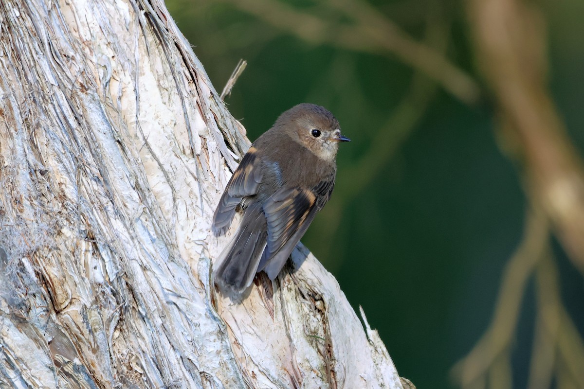 Pink Robin - ML638271509