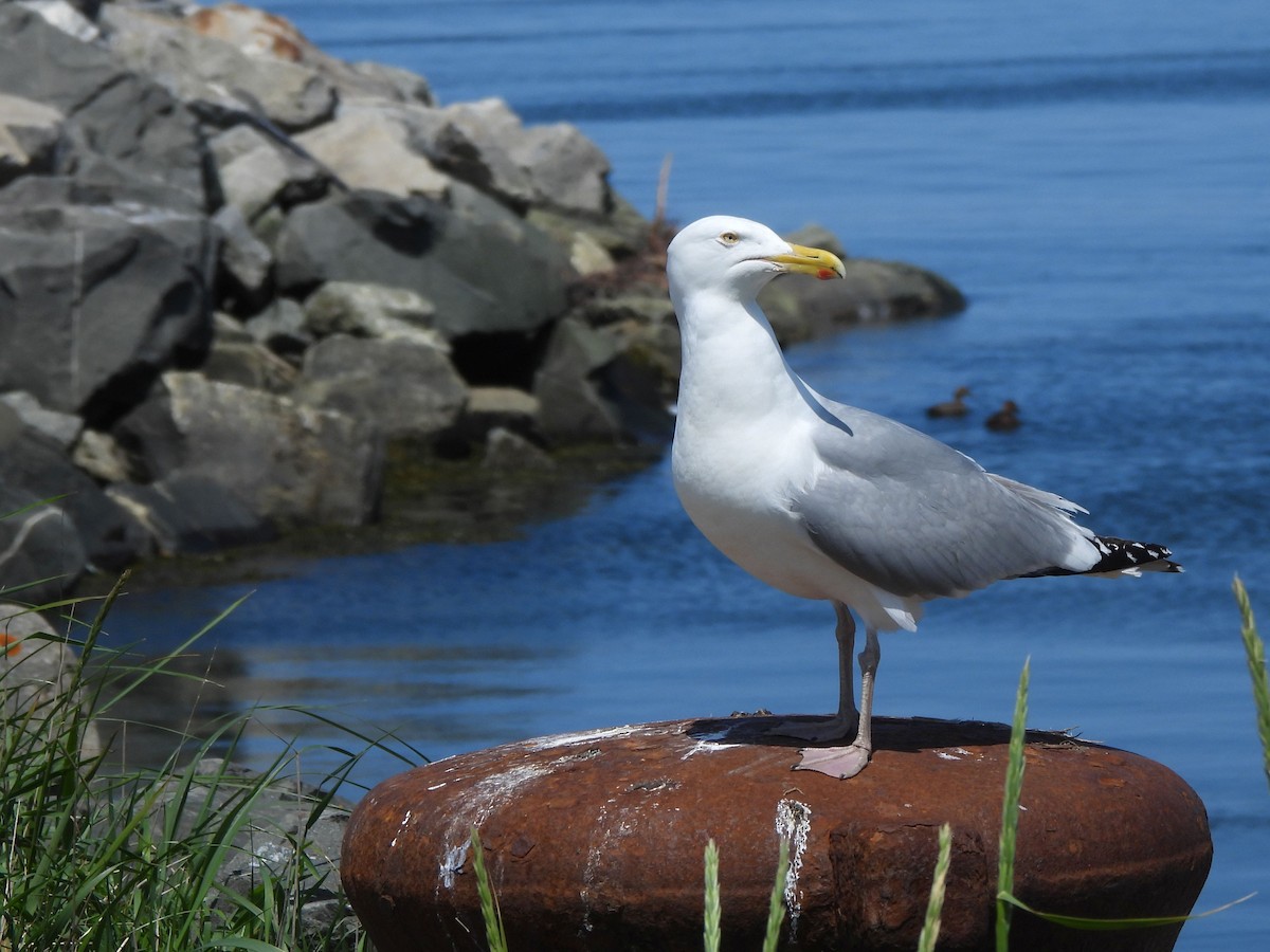 American Herring Gull - ML638271511