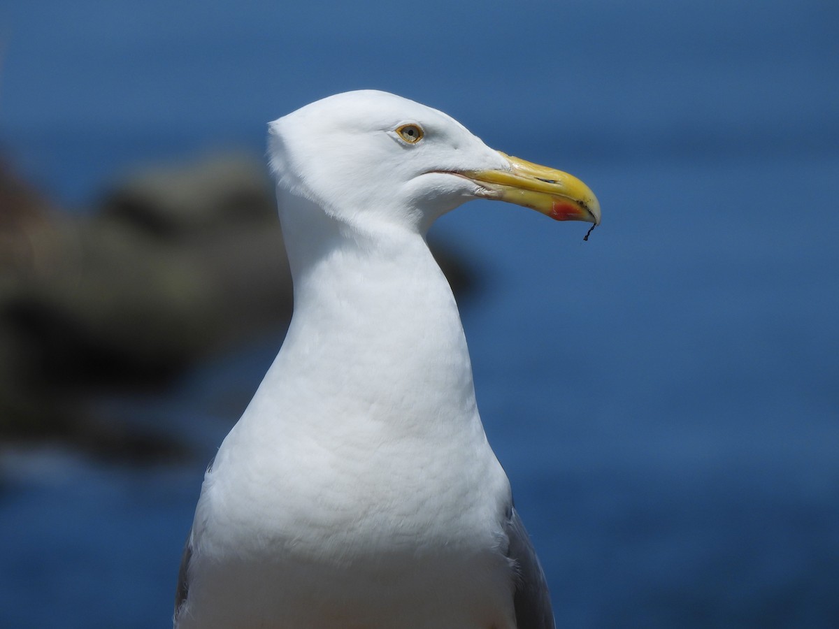 American Herring Gull - ML638271512