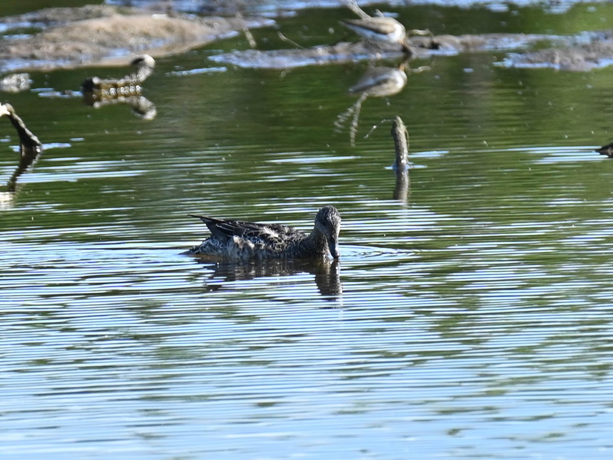 American Wigeon - ML638271515