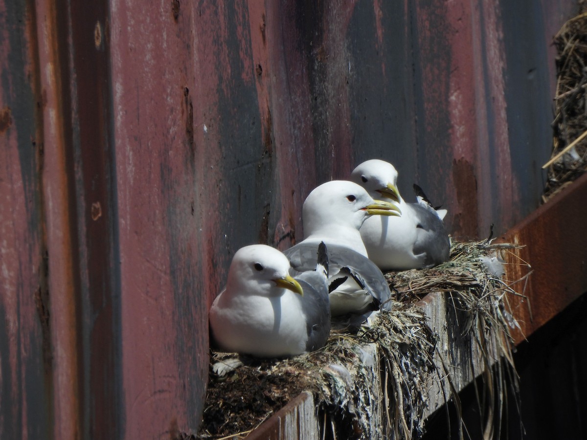 Black-legged Kittiwake - ML638271516