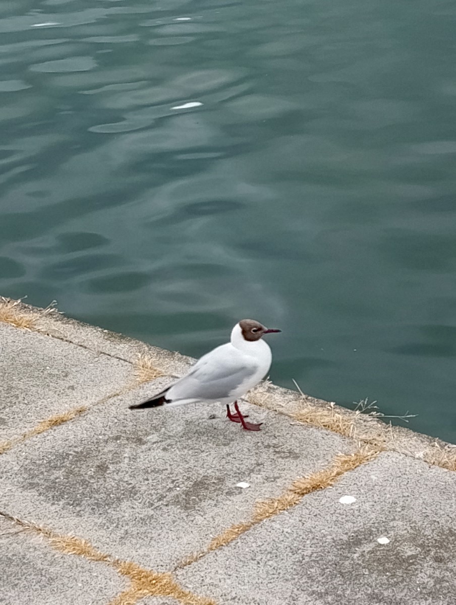 Black-headed Gull - ML638271532