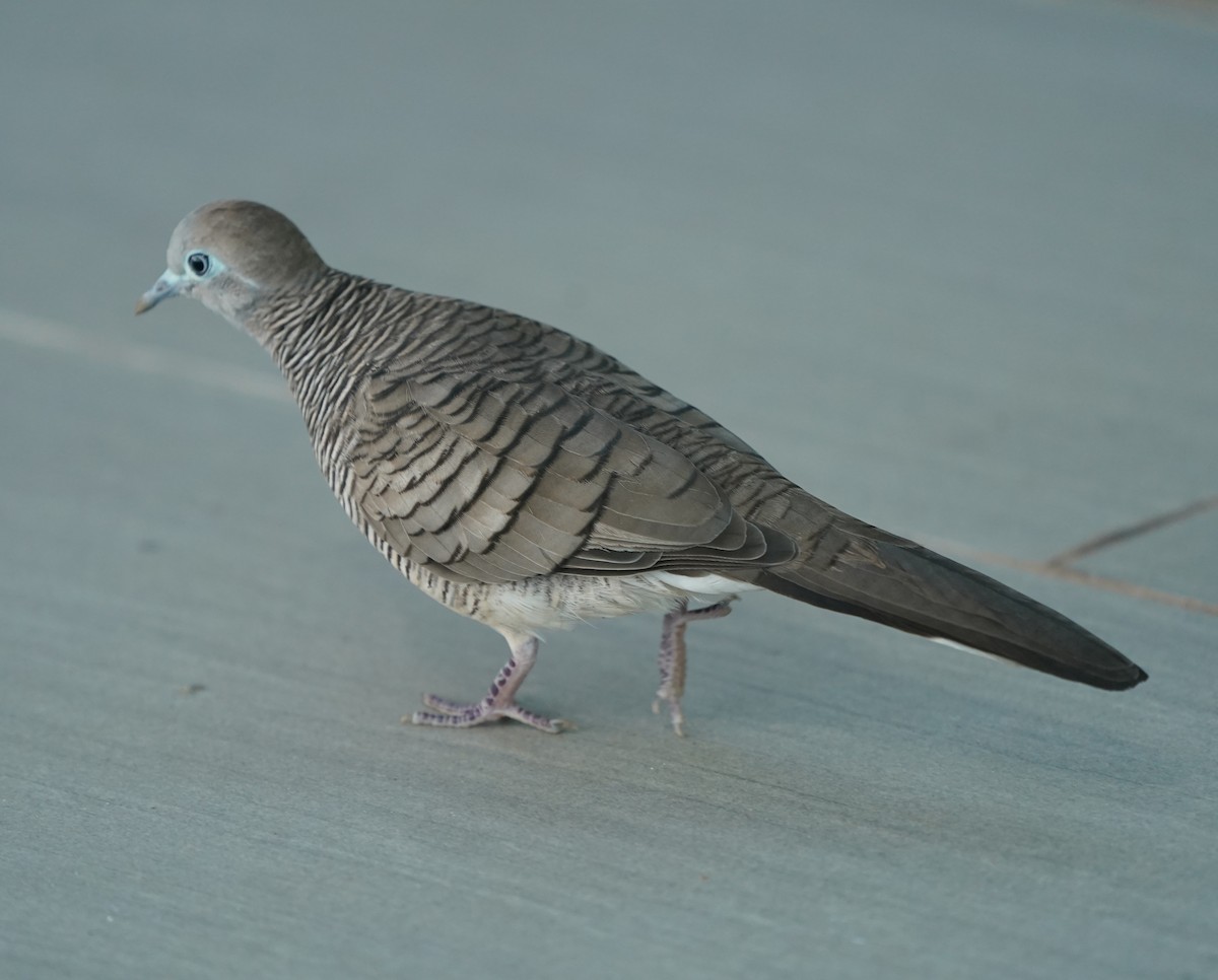 Zebra Dove - ML638271537