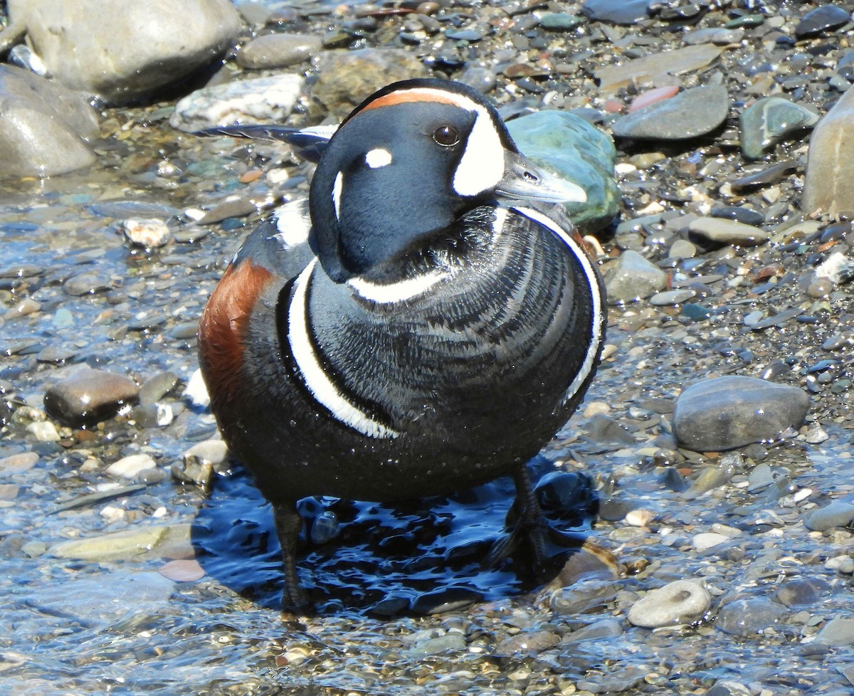 Harlequin Duck - ML638271547
