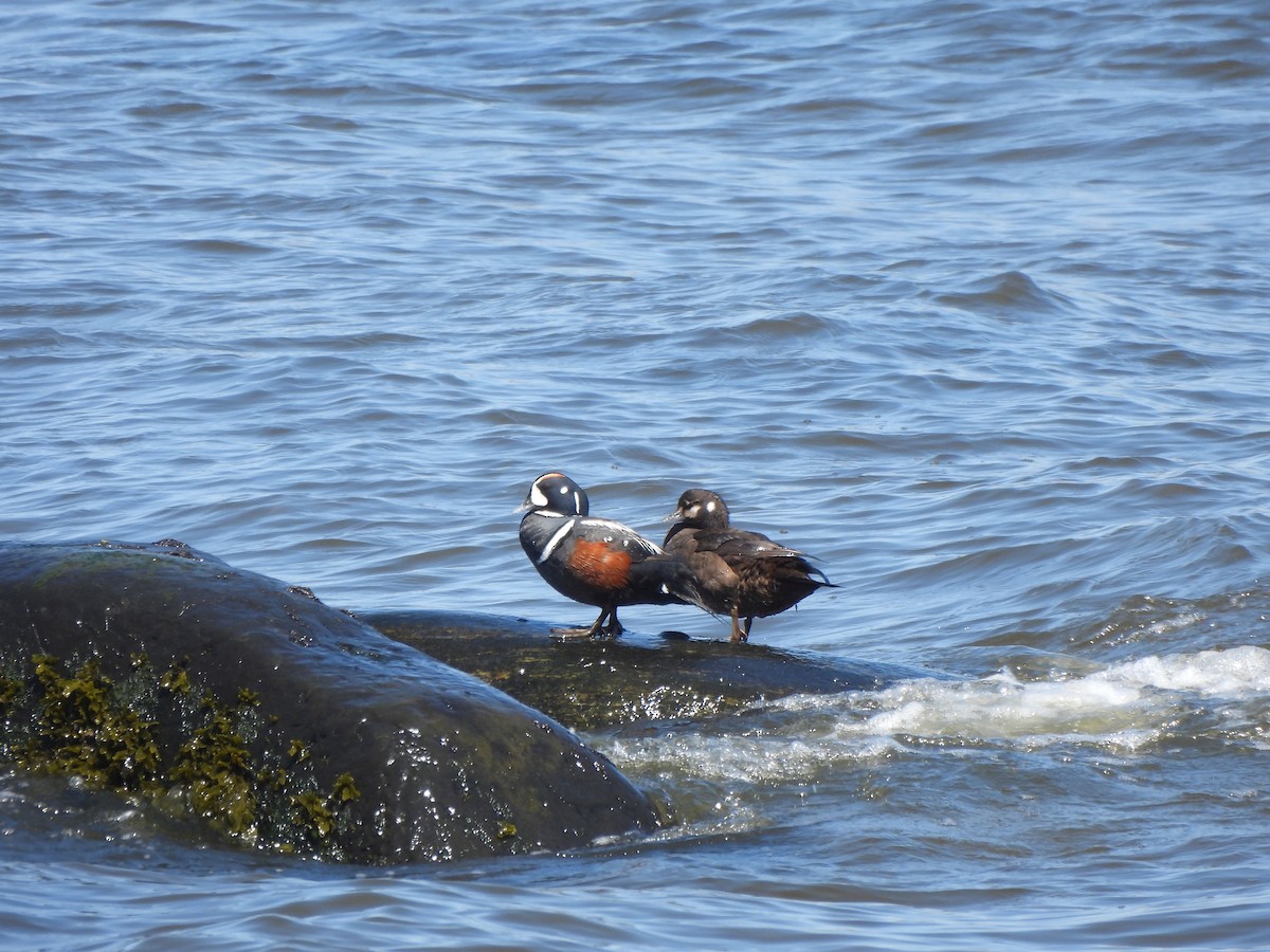 Harlequin Duck - ML638271549