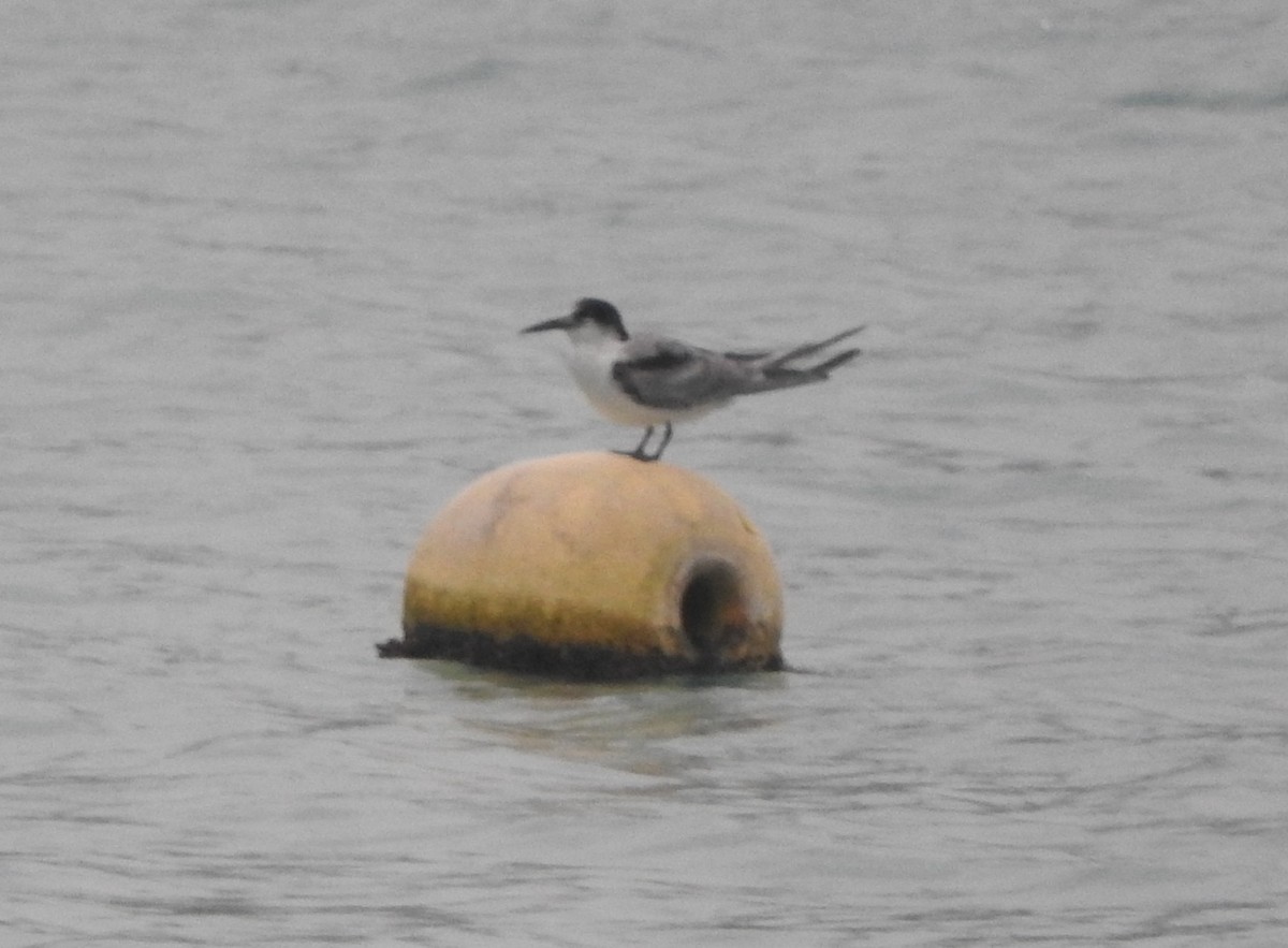 Common Tern - ML638271552
