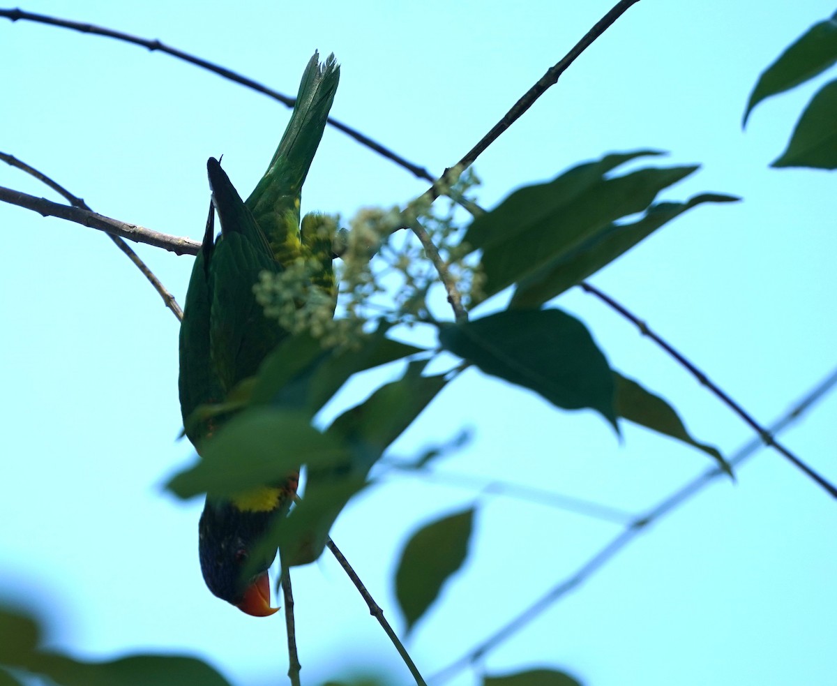 Lori de Cocotero - ML638271555