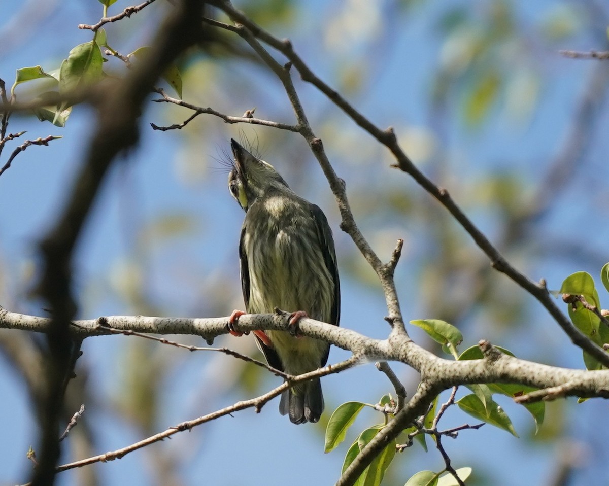 Coppersmith Barbet - ML638271563