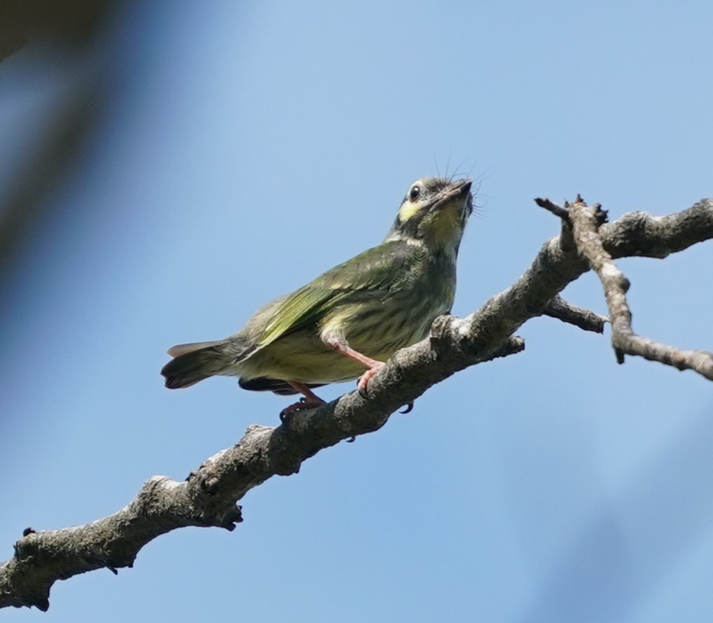 Coppersmith Barbet - ML638271564