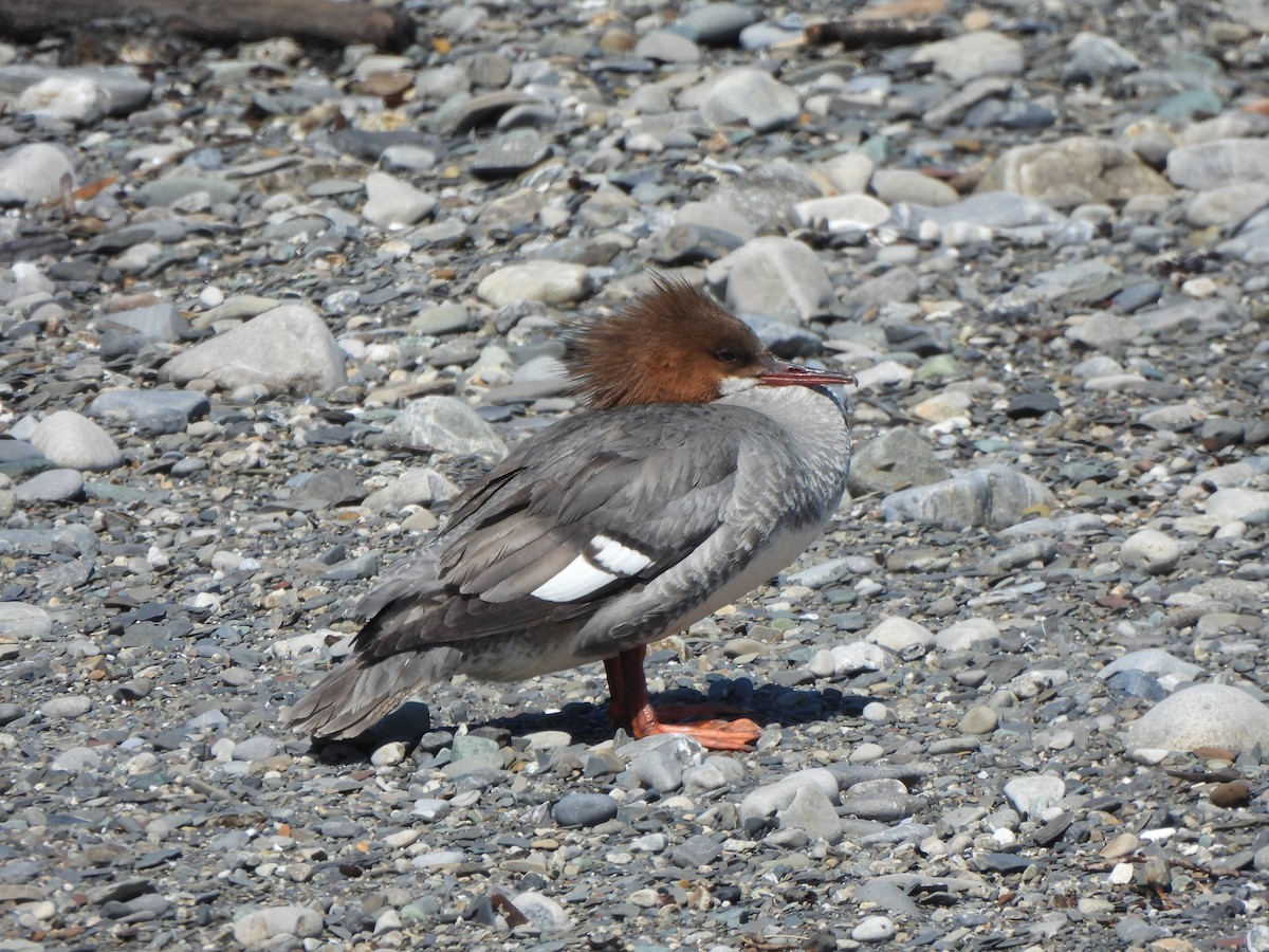 Common Merganser - ML638271573