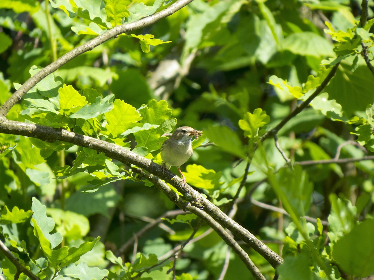 Greater Whitethroat - ML638271574