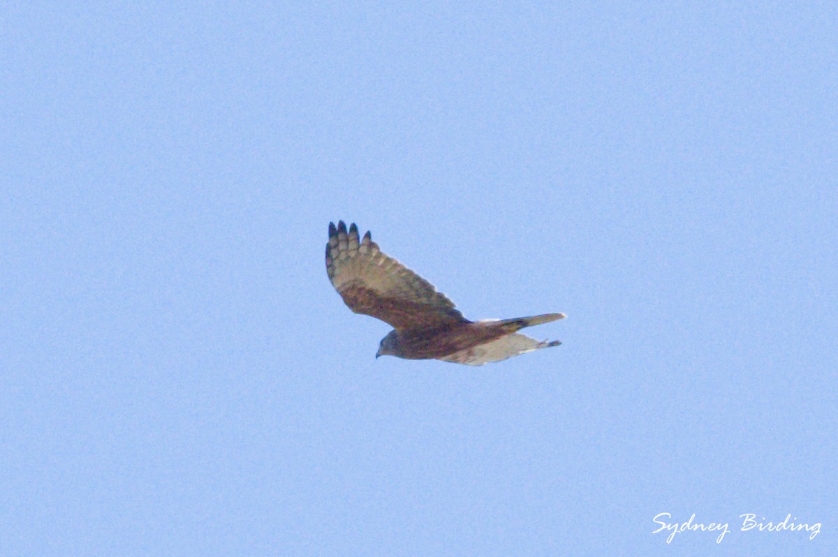 Swamp Harrier - ML638271576