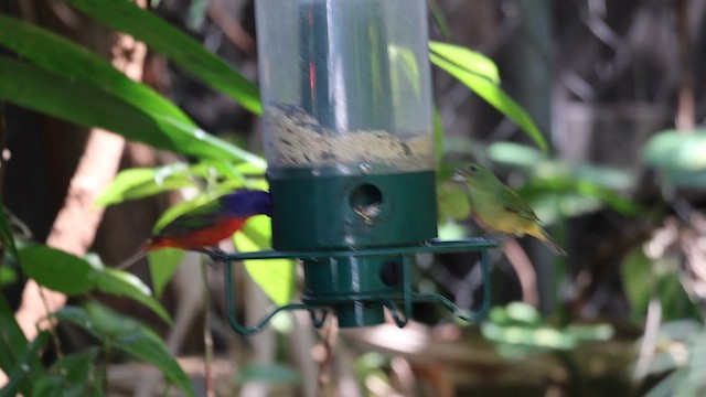 Painted Bunting - ML638271583
