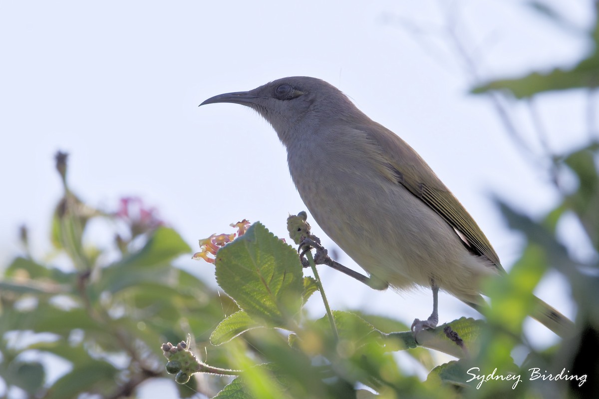 Brown Honeyeater - ML638271591